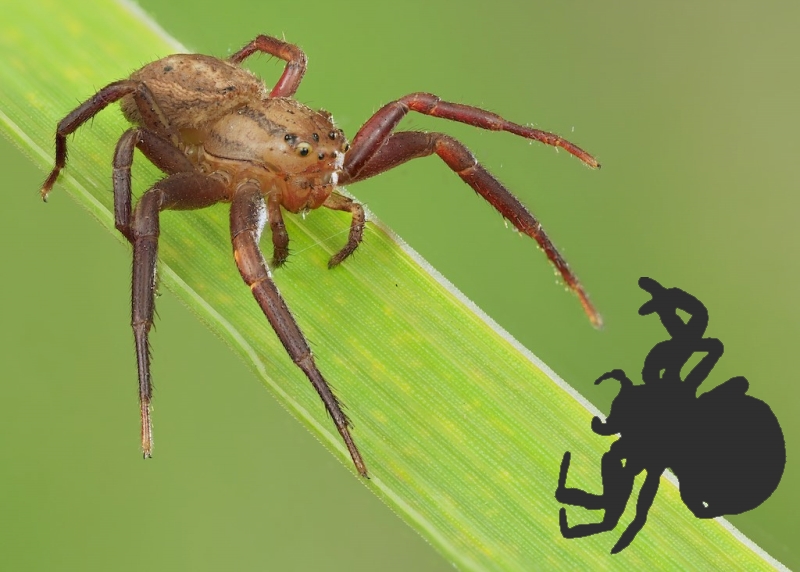 ID My Spider | The Arboretum